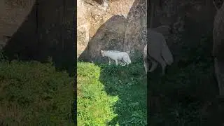 Харьковские волки 