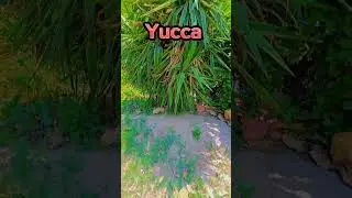 Yucca Plant #yucca #yuccaplantas #beauty #beautiful #plant #nature #botany #biology #letstalk