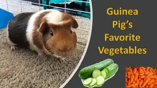 Guinea Pig's Favorite Vegetables | Which vegetables Guinea Pig eat | Guinea Pig food schedule