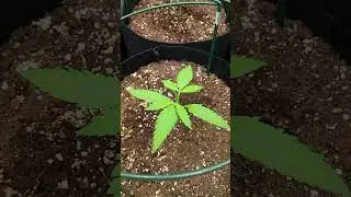 Dutch passion barney's farm terpenne master seed