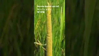 Typha angustifolia 꽃말: 