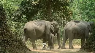 Elephant herd crossing road at Kaziranga Nationa Park #kaziranganationalpark 