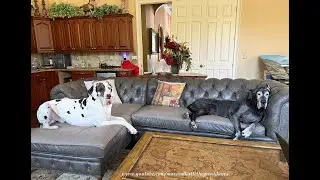 Funny Comfy Great Dane Puppy & Senior Enjoy Nap Time