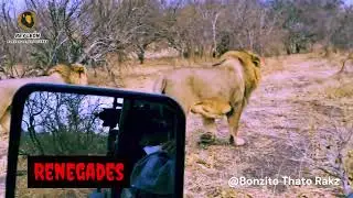 MABABE herido  - Renegades - SEKOTI (Injured Mababe male) - Savuti #lion