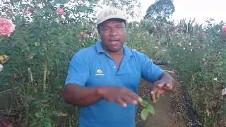 TUDO SOBRE ROSAS PINTA PRETA EM ROSEIRAS 2