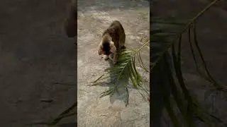 ANT ATTACKS CAT #shorts