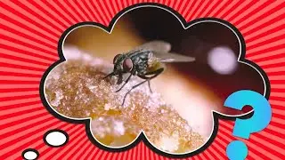 What Happens When a Fly Lands on Your Food?