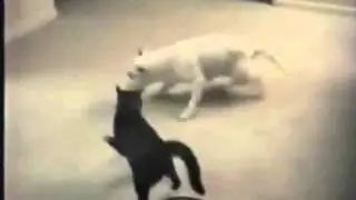 Pokemon battle in real life DOG VS CAT