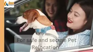 Safe Pet Relocation Made Easy 💚 | Anant Logistic