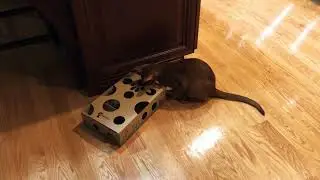 Cat Amazing toy: Meson