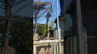 San Francisco Zoo