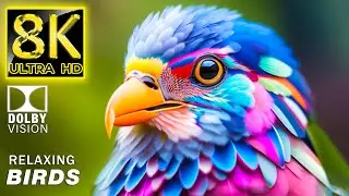 Stunning Wild Birds Paradise in 8K VIDEO ULTRA HD | RELAXING BIRDS with Nature sound (Calming Music)