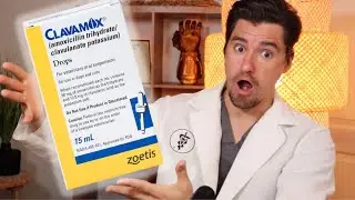 How Clavamox works in Dogs and Cats.  Dr. Dan explains.