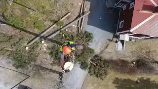 Arborist Sweden - Z Tr&auml;df&auml;llning