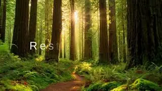 90 Seconds Mindfulness & Relaxation Break | Forest Escape