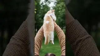 Kitten meowing 😍 | Persian cat sound | Adorable tiny meow moments #cats #kitten #pet