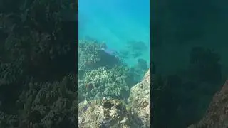 Scrawled filefish #seacreatures #seaanimal #fish #snorkeling