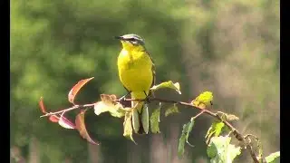 Жёлтая трясогузка || Motacilla Flava || Yellow wagtail