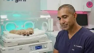 The Importance of Newborn Temperature Monitoring in the Canine and Feline Neonatal Patient