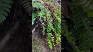 #moss #mossy #mossyforest #creek #water #outdoors #ferns