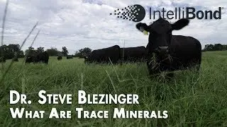 Functions of Trace Minerals