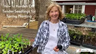 Hardening off tomato & tender vegetable plants for Spring