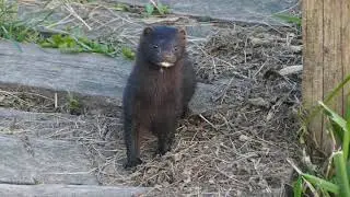 Wizon amerykański (Mustela vison) (4K) American mink El vis&oacute;n americano