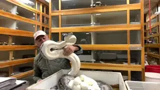 Pied Snake Takes a Chance on Jay