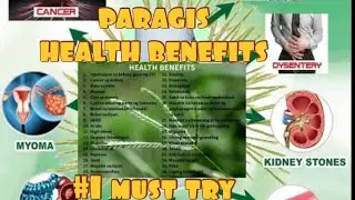 herbal medicine /Paragis(Goose grass ,bila- bila) health benefits