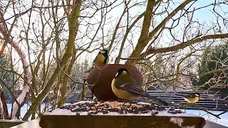 The Great Tit's Secret: A Day in the Life of My Feeder's Smallest Resident