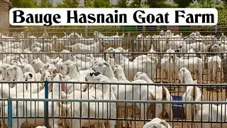 Bauge Hasnain Goat Farm Part 2, Vadnagar, Mehsana, Gujarat | Sojat Khassi Bakre Wholesale Mein