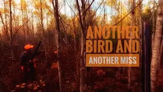 Grouse Camp - Another Missed Bird