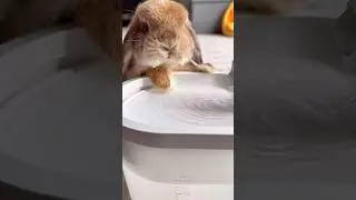 Bunny Rabbit approves wireless Pet Water Fountain  #petproducts #rabbits #bunnies #waterfountain