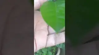 Folha com larva minadora e folha livre de ataque