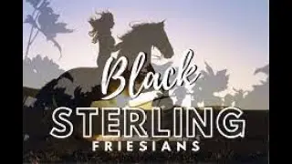Willem, Friesian Dressage Horse for sale  