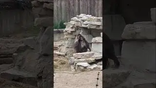 Orangutan 🦧   #animallife #zoo #animals #youtubeshorts #shorts #shortvideo #orangutan #orangutanlife
