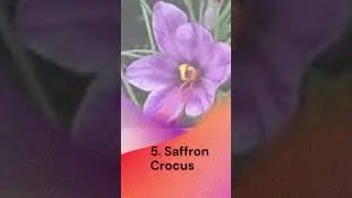 Top 10 Most Expensive Flowers in the World #shorts #top #best #flowers