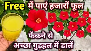 Get thousands of free hibiscus flowers. Hibiscus plant care. Hibiscus care in February. Best fertilizer.