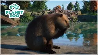 Multi-Animal Exhibit with Skunks, Beavers, and Raccoons | Planet Zoo Franchise | Part 15