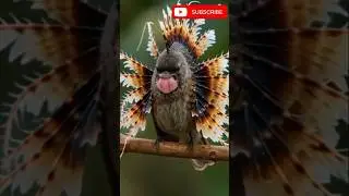 Adorable Small Pets Changing Their Spot 🐾 | Cute Pet Shorts