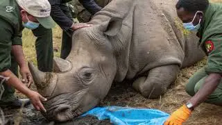 Rhino Rescued From Giant Snail Shell &mdash; Unbelievable Animal Rescue Story
