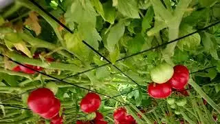 Ecorin village~ World record tomato plant