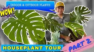 INDOOR AND OUTDOOR PLANTS | Kap Jerry