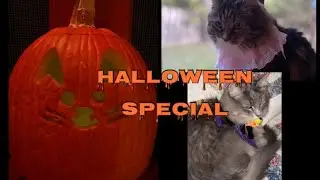 Halloween Party and Curious Cats #cat #catvideos