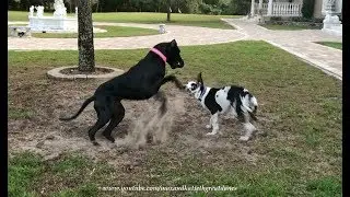 Pouncing and Bouncing Great Danes Love to Play in the Dirt