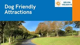 The Perfect Dog Friendly Attractions For A Day In Devon | Dog Friendly Guide 2023