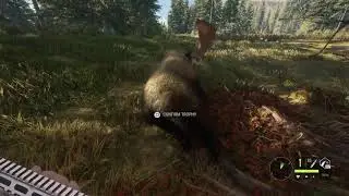 CotW: Aggro moose & Vualez #10