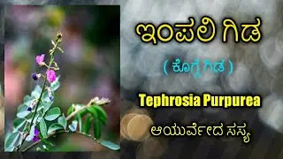 #ಕೊಗ್ಗೆ ಗಿಡ, #ಕೊಗ್ಗಿಲಿ ಗಿಡ,  #ಇಂಪಲಿ ಗಿಡ, #Tephrosia Purpurea, #Fish poison, #Wild Indigo #kogge gida