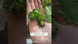 Vivipary In Strawberries- AGAIN