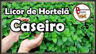Licor de Hortelã caseiro